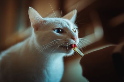 How Long Can A Cat Go Without Eating? 1 How Long Can A Cat Go Without Eating?