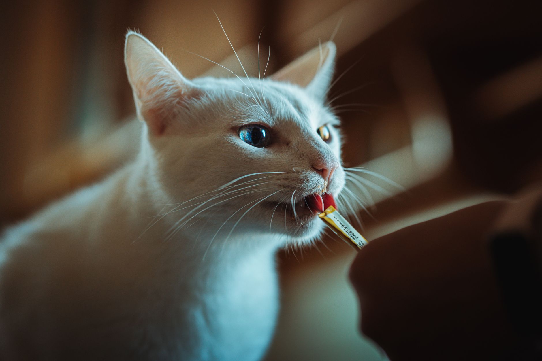 How Long Can A Cat Go Without Eating?