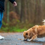 Can Dogs Catch a Cold From Humans? Understanding Illness Transmission Between Pets and Owners