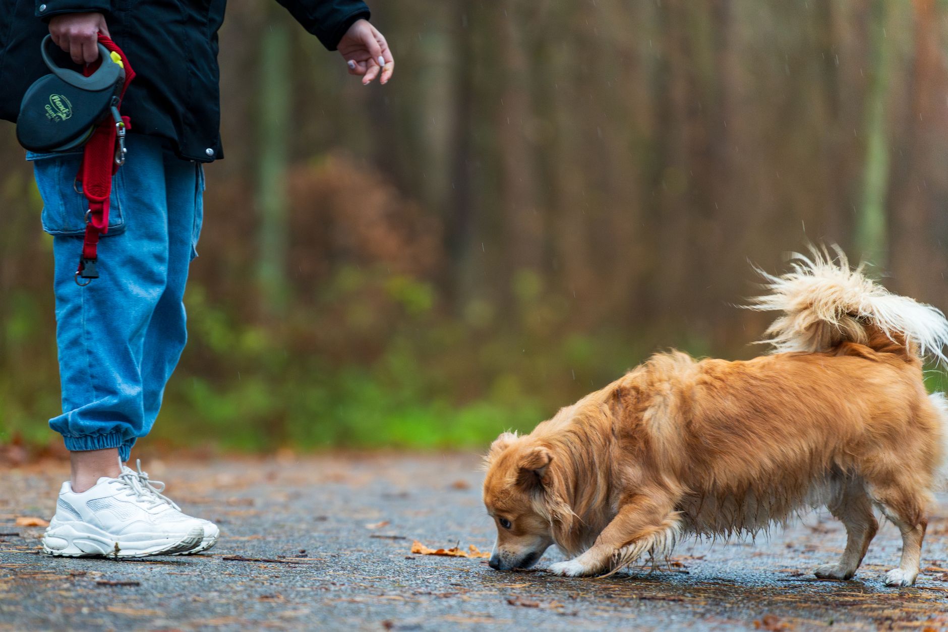 Can Dogs Catch a Cold From Humans? Understanding Illness Transmission Between Pets and Owners 1 Can Dogs Catch a Cold From Humans? Understanding Illness Transmission Between Pets and Owners
