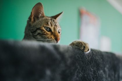 Why Are My Cat’s Ears Hot? Common Causes and When to Seek Veterinary Advice 3 Why Are My Cat’s Ears Hot? Common Causes and When to Seek Veterinary Advice