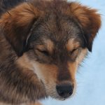 Can Dogs Catch a Cold? Understanding Respiratory Illness in Dogs 2 Can Dogs Catch a Cold? Understanding Respiratory Illness in Dogs