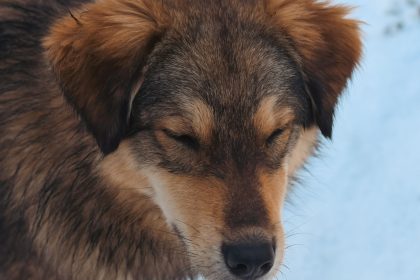 Can Dogs Catch a Cold? Understanding Respiratory Illness in Dogs