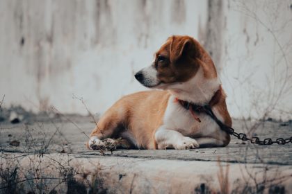 Why Your Dog Is Not Eating but Still Acting Normal: Possible Causes and What to Watch For 2 Why Your Dog Is Not Eating but Still Acting Normal: Possible Causes and What to Watch For
