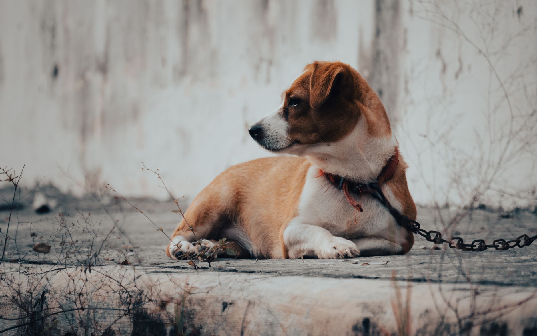 Why Your Dog Is Not Eating but Still Acting Normal: Possible Causes and What to Watch For
