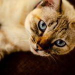 When Do Cats Eyes Change Color?