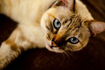 When Do Cats Eyes Change Color?