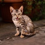 When Should You Spay Your Cat? A Guide to Choosing the Right Time 3 When Should You Spay Your Cat? A Guide to Choosing the Right Time