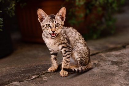When Should You Spay Your Cat? A Guide to Choosing the Right Time 3 When Should You Spay Your Cat? A Guide to Choosing the Right Time