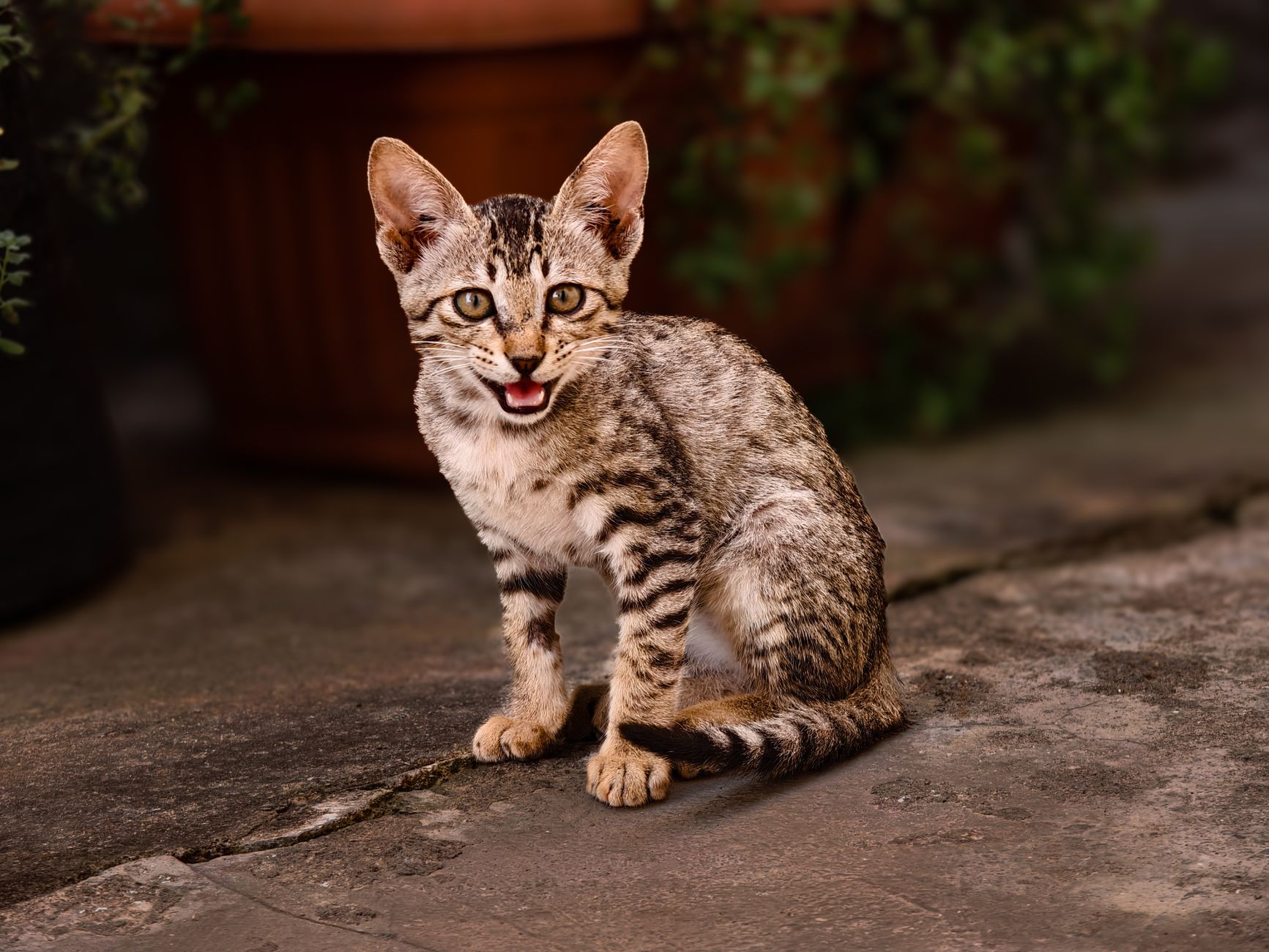 When Should You Spay Your Cat? A Guide to Choosing the Right Time 1 When Should You Spay Your Cat? A Guide to Choosing the Right Time