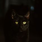 Why Are My Cats Active At Night?