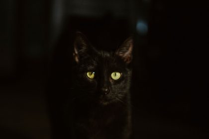 Why Are My Cats Active At Night? 6 Why Are My Cats Active At Night?