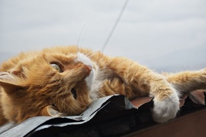 Why Are Orange Cats So Dumb?