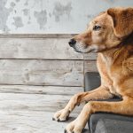 The Real Cost of Owning a Dog: Expenses to Consider Before Bringing One Home 2 The Real Cost of Owning a Dog: Expenses to Consider Before Bringing One Home