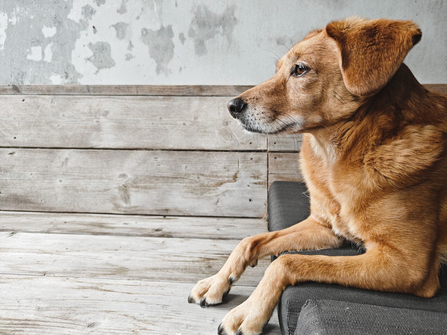 The Real Cost of Owning a Dog: Expenses to Consider Before Bringing One Home