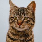When Were Cats Domesticated?