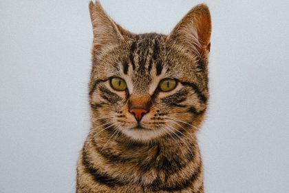 When Were Cats Domesticated? 6 When Were Cats Domesticated?