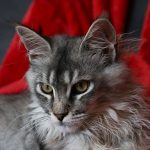 Maine Coon Cat Prices Explained: What You Really Pay for This Large Breed Companion 2 Maine Coon Cat Prices Explained: What You Really Pay for This Large Breed Companion