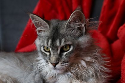 Maine Coon Cat Prices Explained: What You Really Pay for This Large Breed Companion