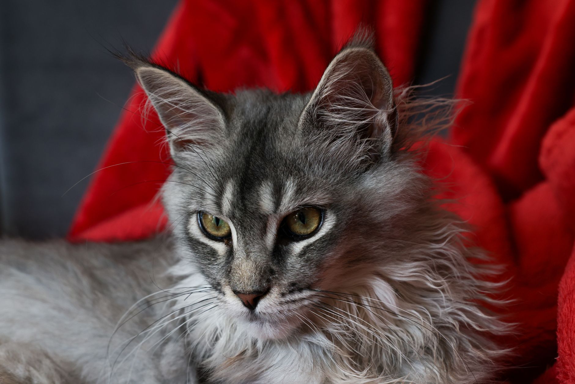 Maine Coon Cat Prices Explained: What You Really Pay for This Large Breed Companion