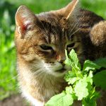 When Is Catnip Safe for Cats? Age Guidelines, Benefits, and What Owners Should Know