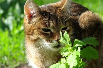 When Is Catnip Safe for Cats? Age Guidelines, Benefits, and What Owners Should Know