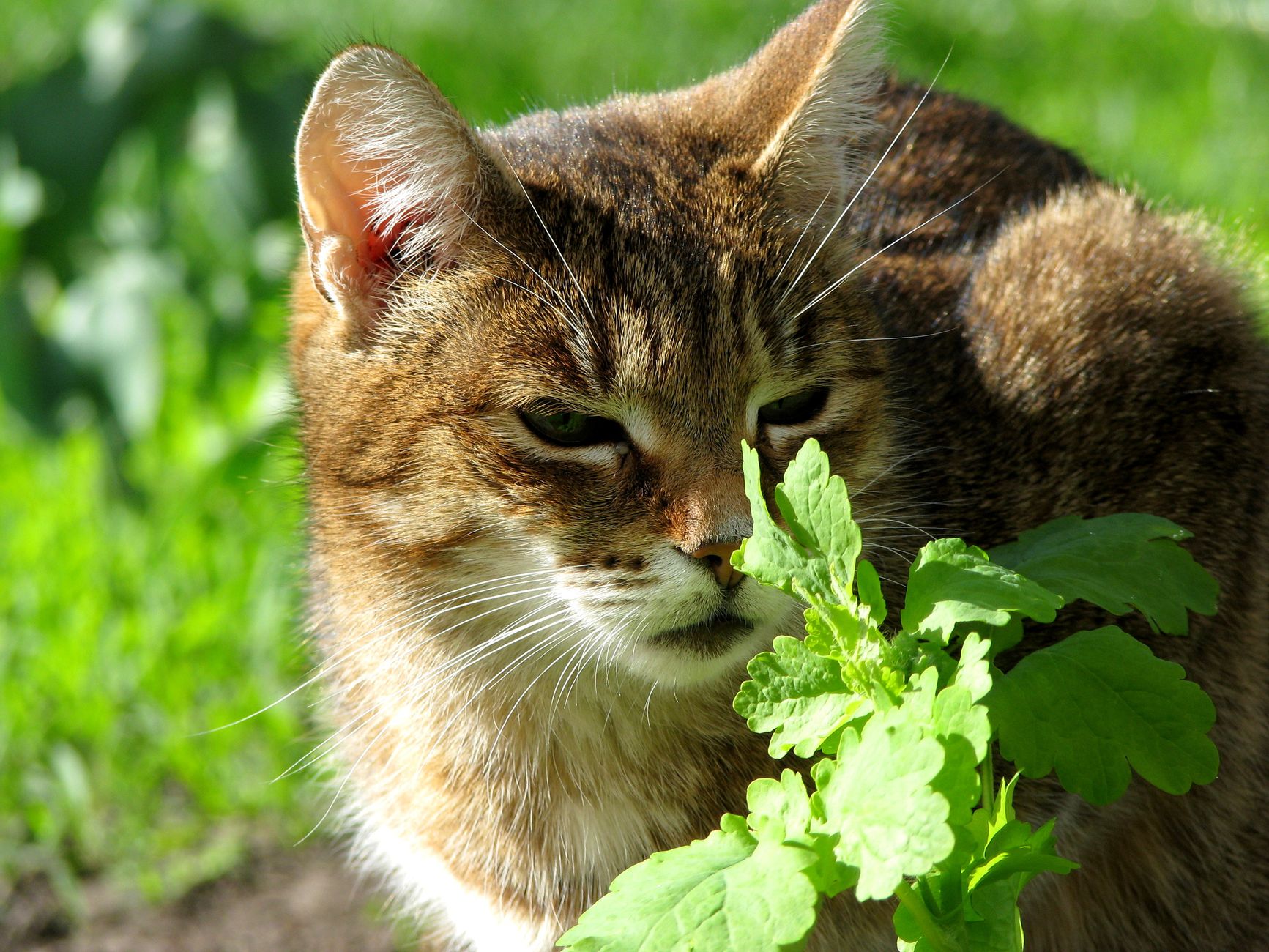When Is Catnip Safe for Cats? Age Guidelines, Benefits, and What Owners Should Know