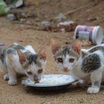 How Long Can Cats Survive Without Food? Understanding the Risks of Fasting in Cats 3 How Long Can Cats Survive Without Food? Understanding the Risks of Fasting in Cats