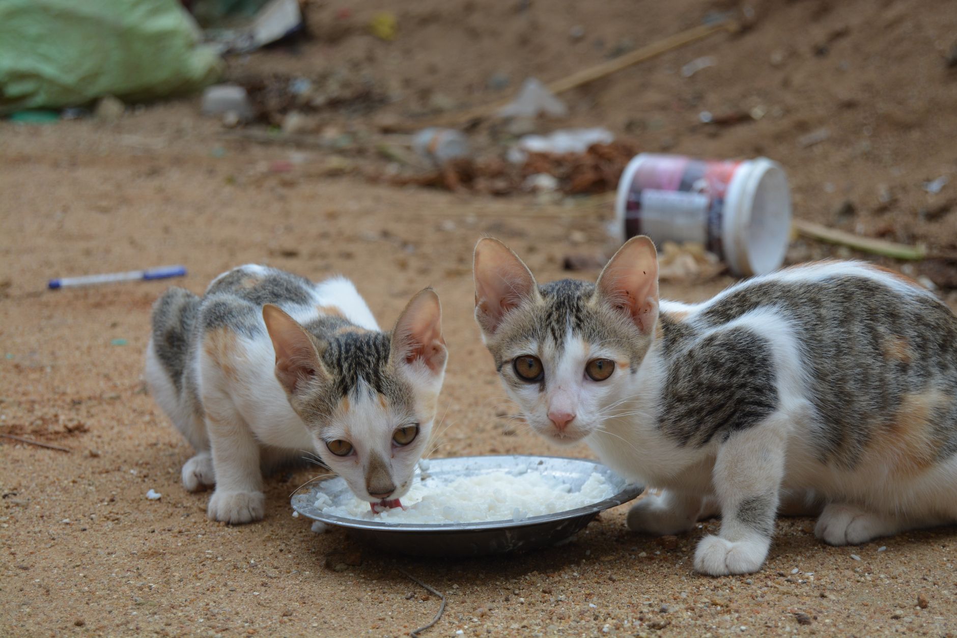 How Long Can Cats Survive Without Food? Understanding the Risks of Fasting in Cats 1 How Long Can Cats Survive Without Food? Understanding the Risks of Fasting in Cats