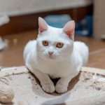 How to Stop Cats From Scratching Rugs Without Fighting Their Natural Instincts