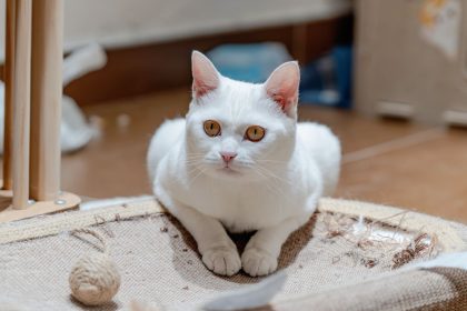 How to Stop Cats From Scratching Rugs Without Fighting Their Natural Instincts 7 How to Stop Cats From Scratching Rugs Without Fighting Their Natural Instincts