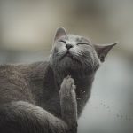 Cat Ear Mites Explained: Causes, Signs, Treatment and How to Prevent Them