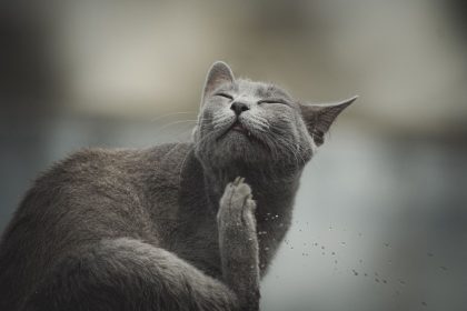 Cat Ear Mites Explained: Causes, Signs, Treatment and How to Prevent Them