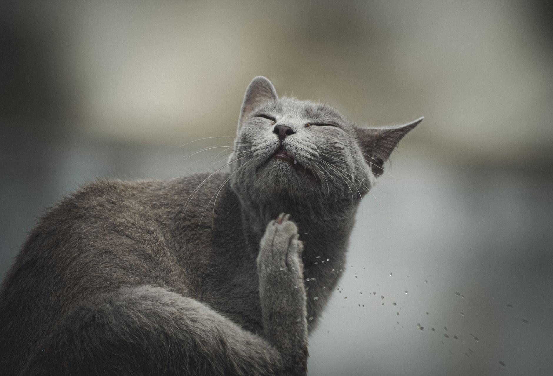 Cat Ear Mites Explained: Causes, Signs, Treatment and How to Prevent Them