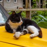 How To Keep Cats Off My Car? 3 How To Keep Cats Off My Car?