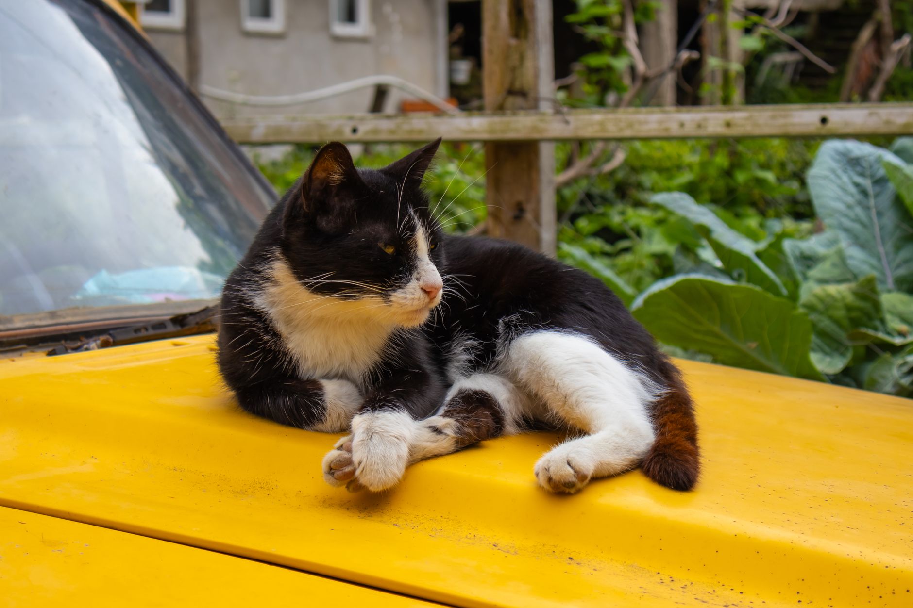 How To Keep Cats Off My Car?