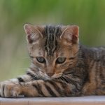 How Big Is A 5 Pound 4 Month Old Cat? 2 How Big Is A 5 Pound 4 Month Old Cat?
