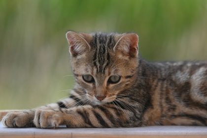 How Big Is A 5 Pound 4 Month Old Cat?
