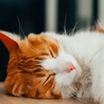 Why Do Cats Sleep So Much? The Science Behind Your Cat’s Long Rest Periods 2 Why Do Cats Sleep So Much? The Science Behind Your Cat’s Long Rest Periods
