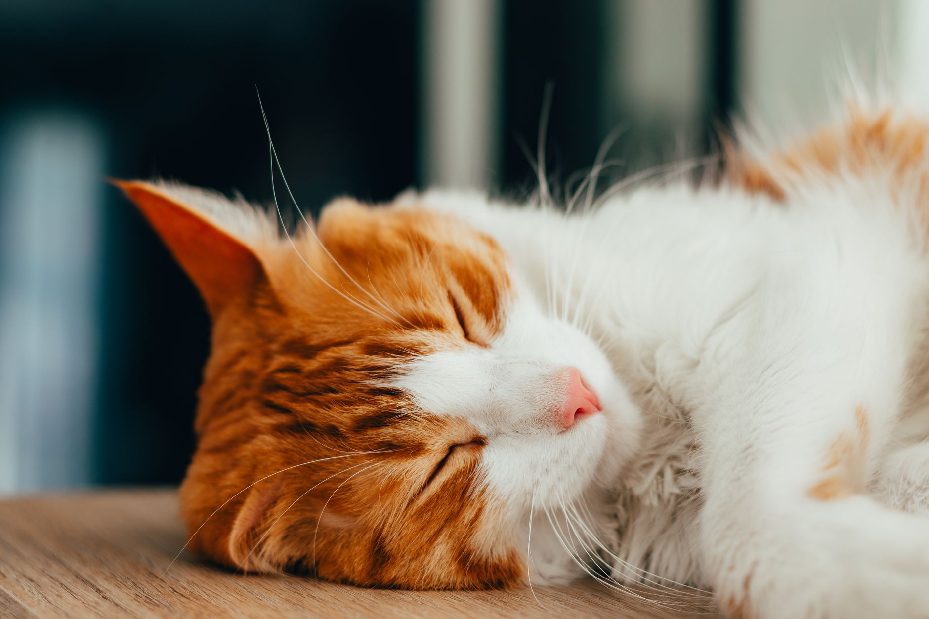Why Do Cats Sleep So Much? The Science Behind Your Cat’s Long Rest Periods 1 Why Do Cats Sleep So Much? The Science Behind Your Cat’s Long Rest Periods