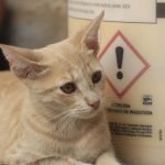 Cat Mange Explained: How Cats Catch It, Warning Signs and Treatment Options