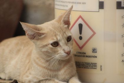 Cat Mange Explained: How Cats Catch It, Warning Signs and Treatment Options 4 Cat Mange Explained: How Cats Catch It, Warning Signs and Treatment Options