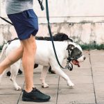 How to Choose a Dog Breed That Matches Your Personality and Daily Routine 2 How to Choose a Dog Breed That Matches Your Personality and Daily Routine