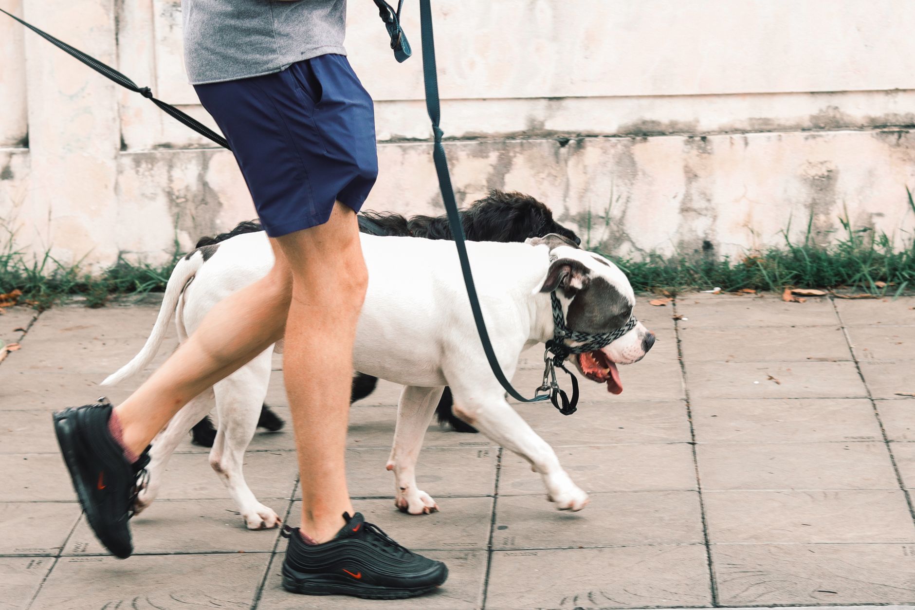 How to Choose a Dog Breed That Matches Your Personality and Daily Routine 1 How to Choose a Dog Breed That Matches Your Personality and Daily Routine