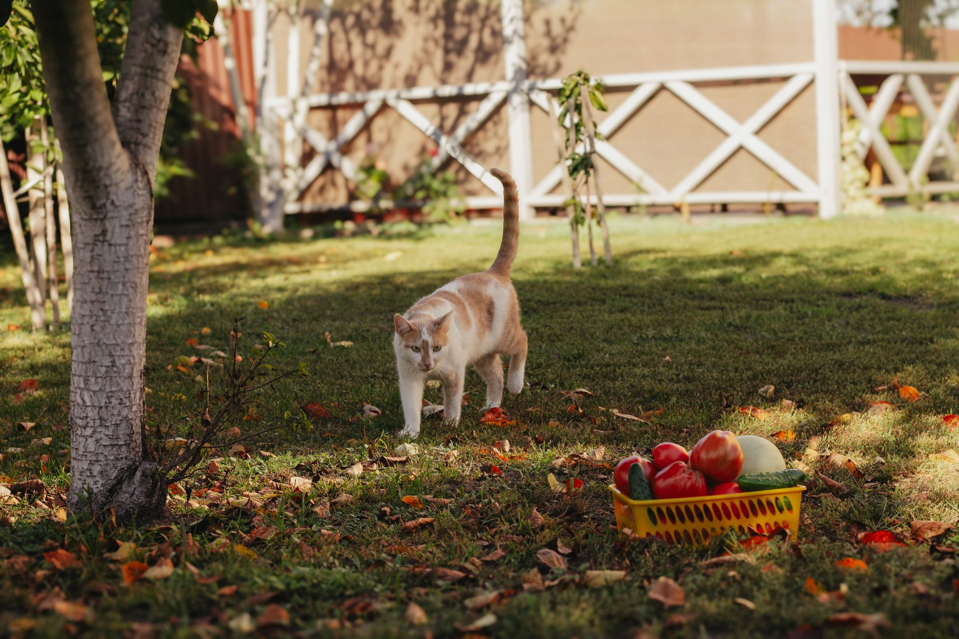 Why Are Cats Frightened Of Cucumbers?