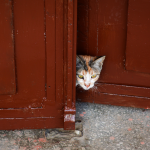 How to Stop Cats From Knocking on Doors: Understanding the Behavior and Practical Solutions 3 How to Stop Cats From Knocking on Doors: Understanding the Behavior and Practical Solutions
