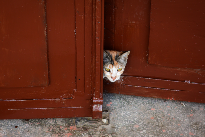 How to Stop Cats From Knocking on Doors: Understanding the Behavior and Practical Solutions 2 How to Stop Cats From Knocking on Doors: Understanding the Behavior and Practical Solutions