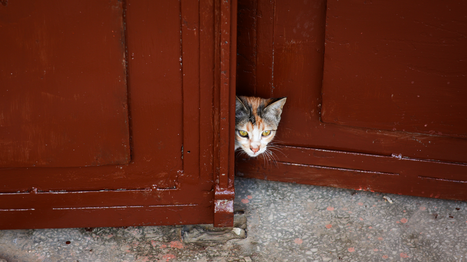 How to Stop Cats From Knocking on Doors: Understanding the Behavior and Practical Solutions