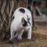 When Do Cats Start Spraying? Understanding the Causes and How to Manage It 3 When Do Cats Start Spraying? Understanding the Causes and How to Manage It
