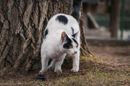 When Do Cats Start Spraying? Understanding the Causes and How to Manage It 2 When Do Cats Start Spraying? Understanding the Causes and How to Manage It
